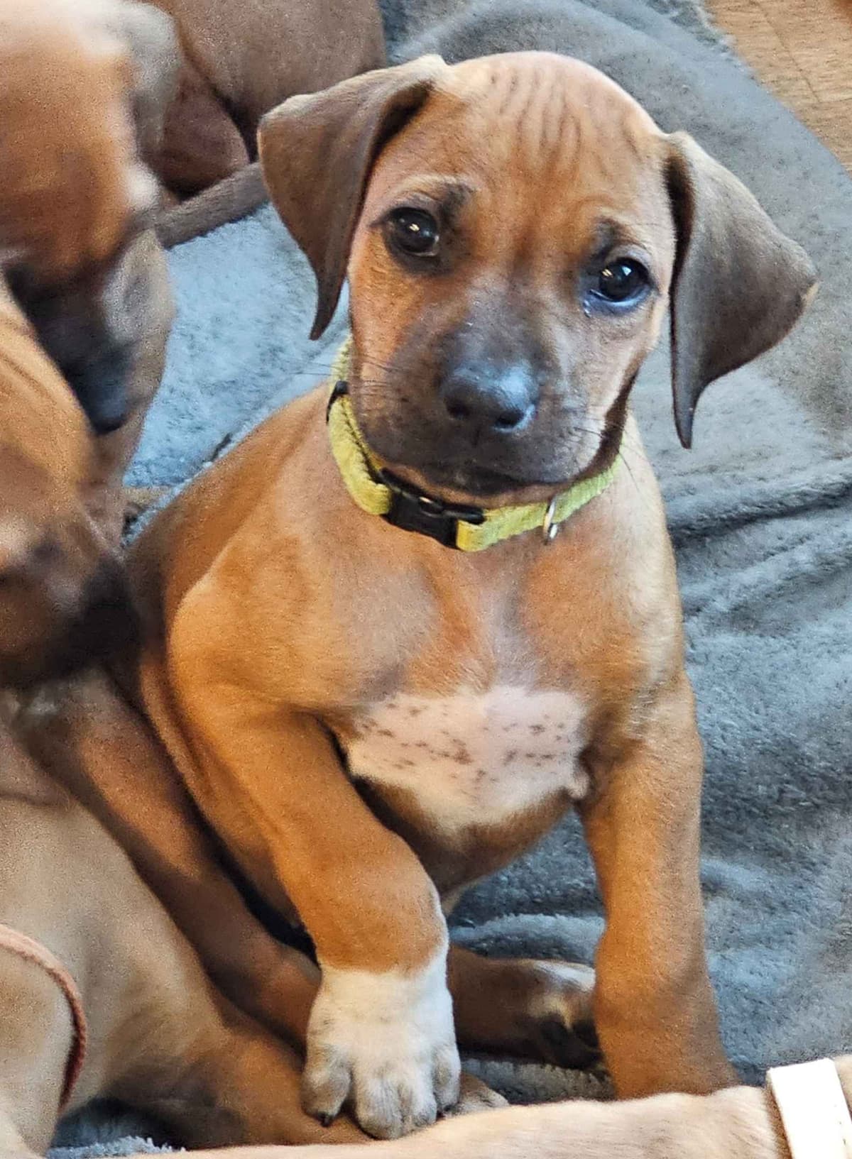 Rhodesian Ridgeback Puppies breeder image 2