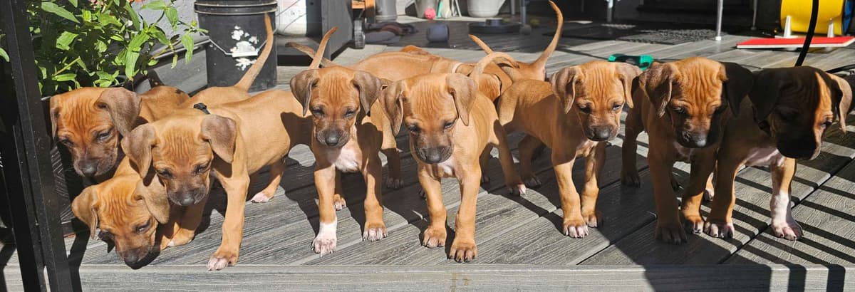 Rhodesian Ridgeback Puppies breeder image 4