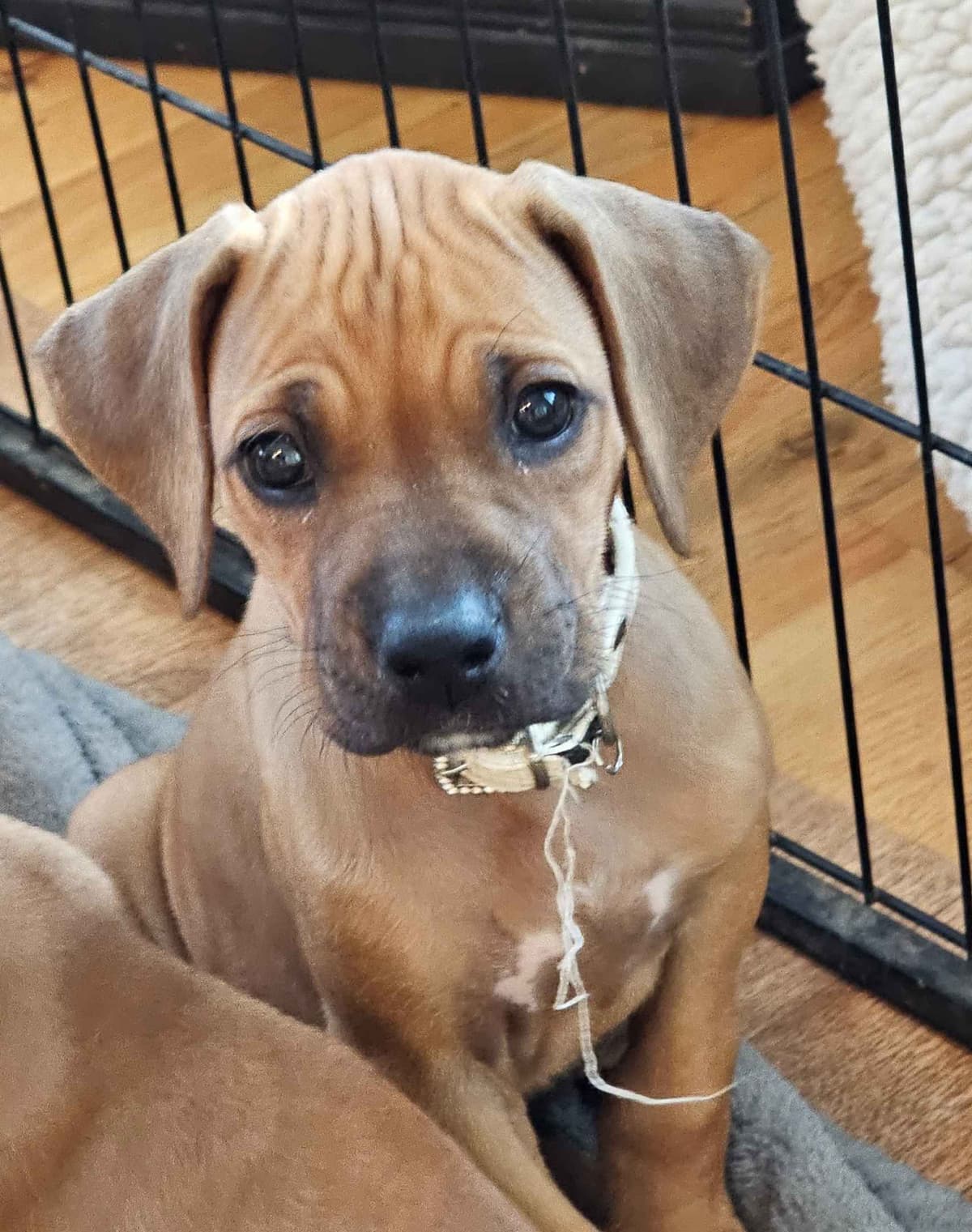 Rhodesian Ridgeback Puppies breeder image 1