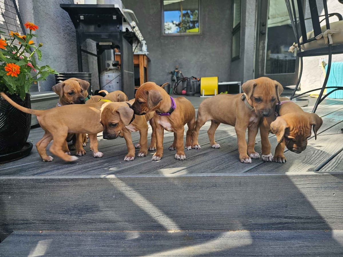 Rhodesian Ridgeback Puppies breeder image 5