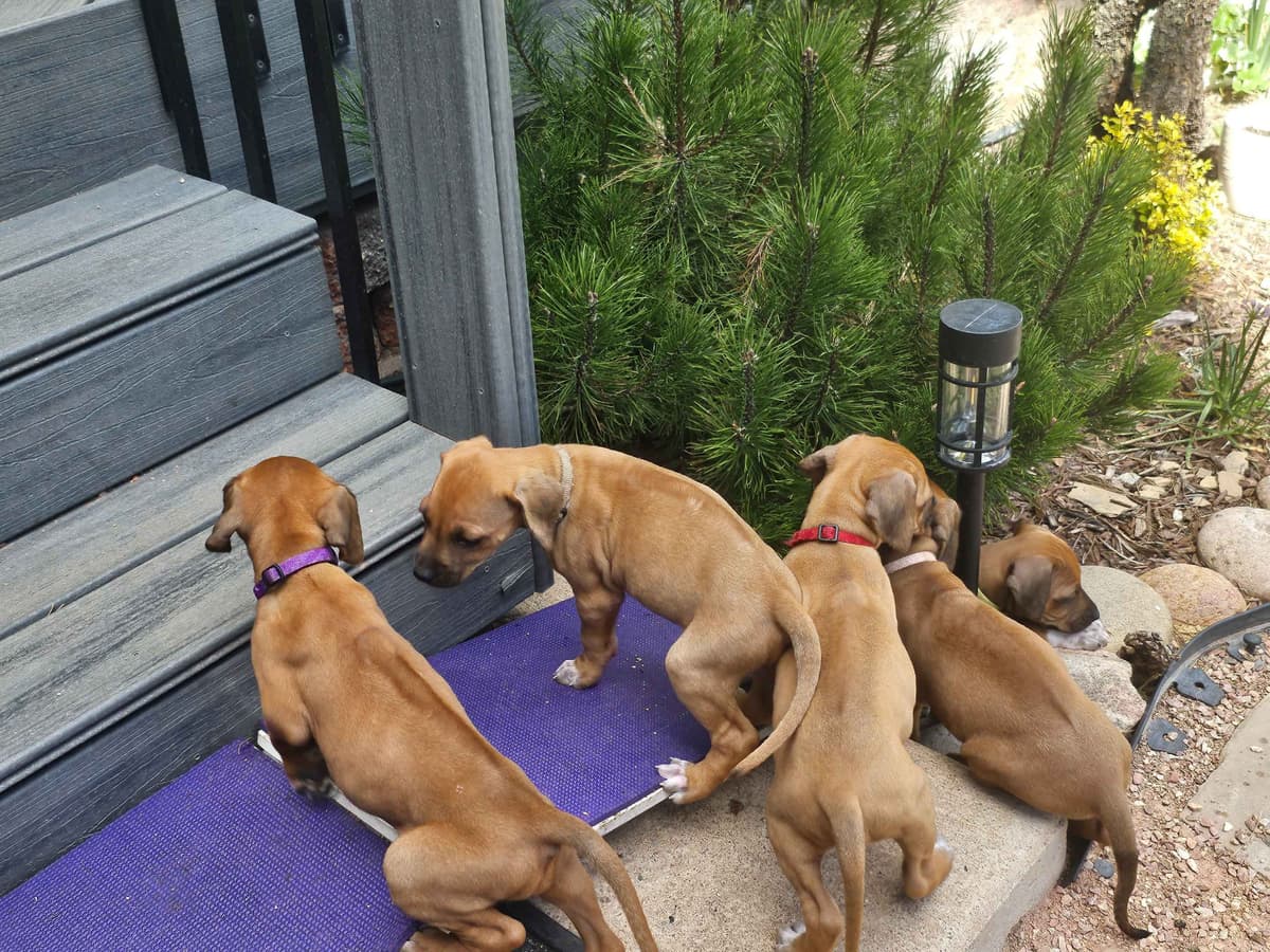 Rhodesian Ridgeback Puppies breeder image 6