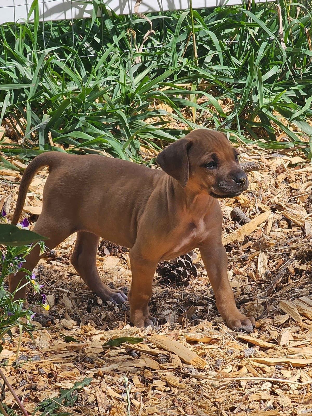 Rhodesian Ridgeback Puppies breeder image 8