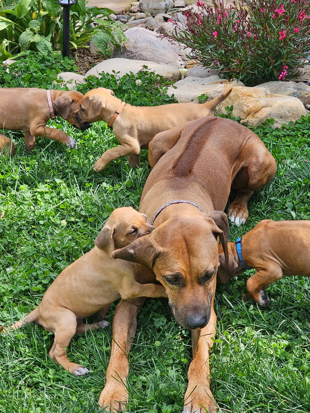 Rhodesian Ridgeback Puppies breeder image 7