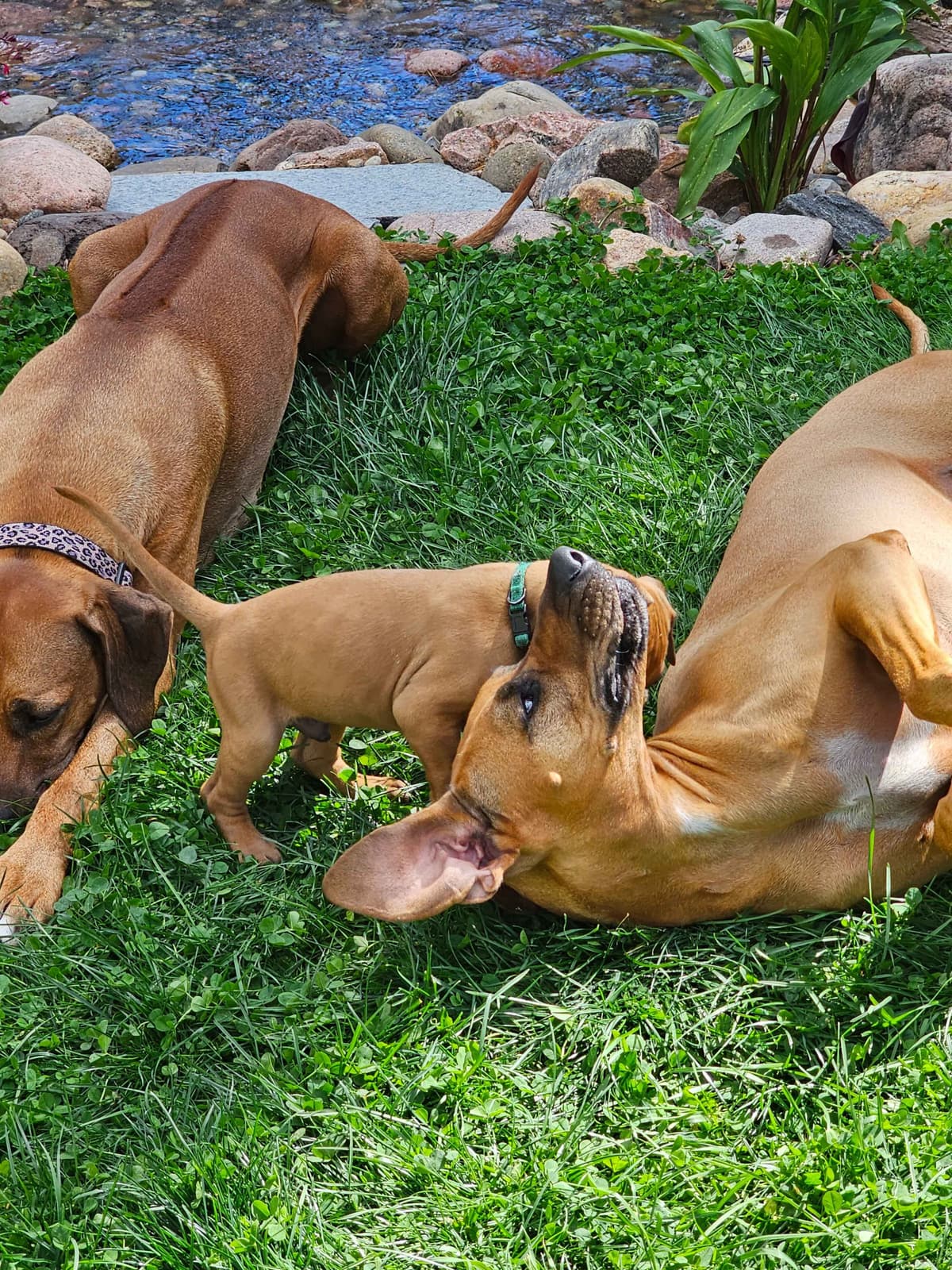 Rhodesian Ridgeback Puppies breeder image 9