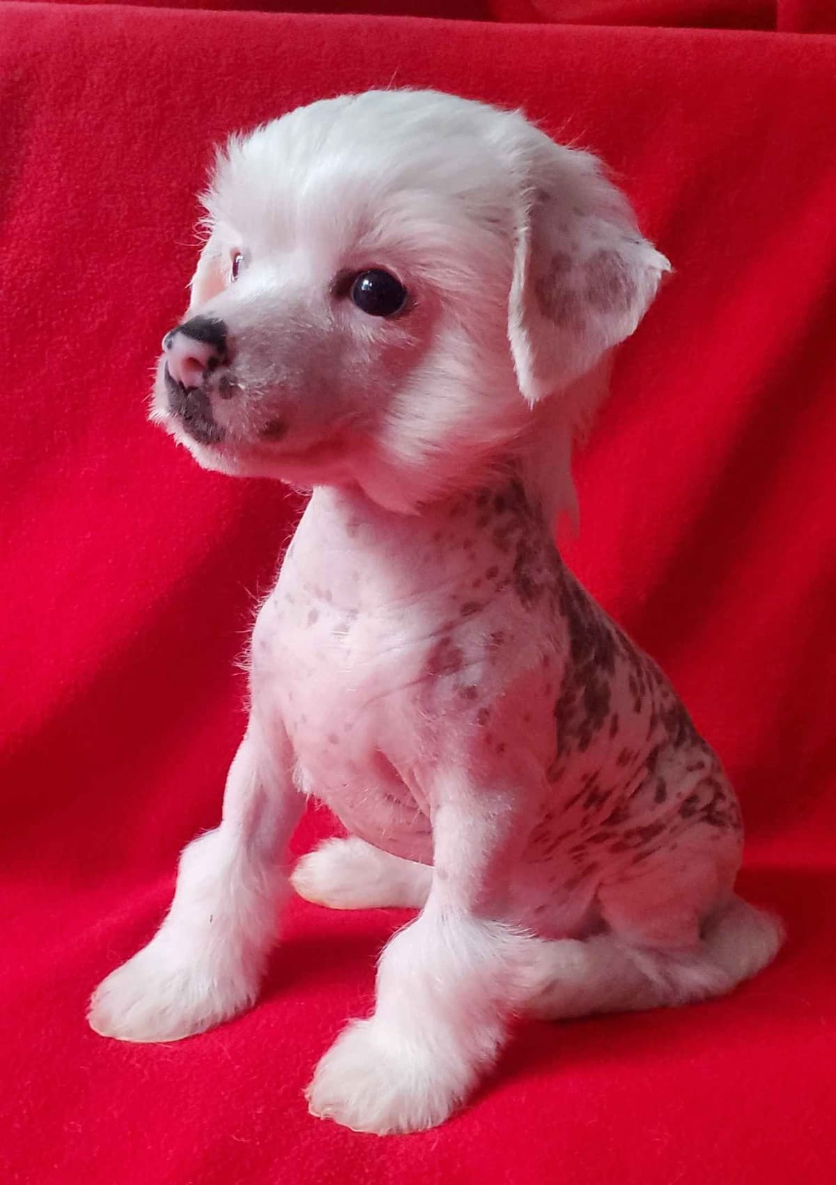 Chinese Crested Puppies breeder image 1
