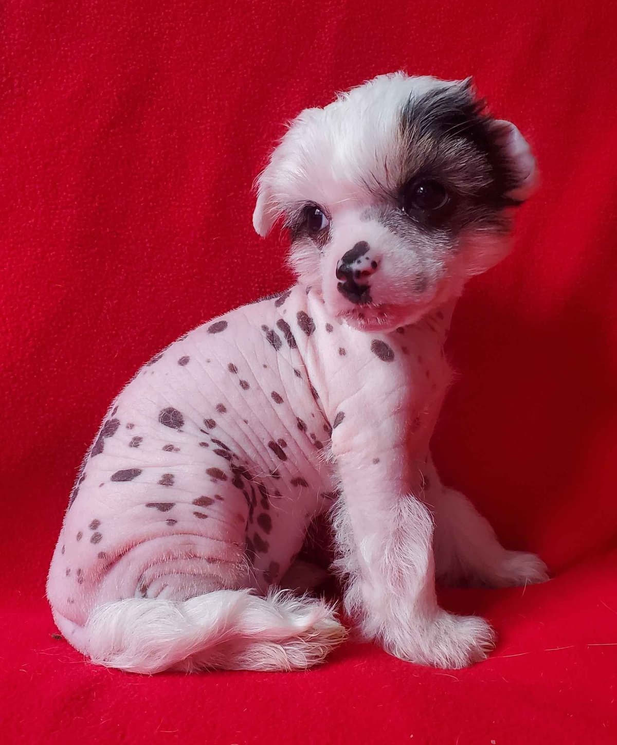 Chinese Crested Puppies breeder image 2