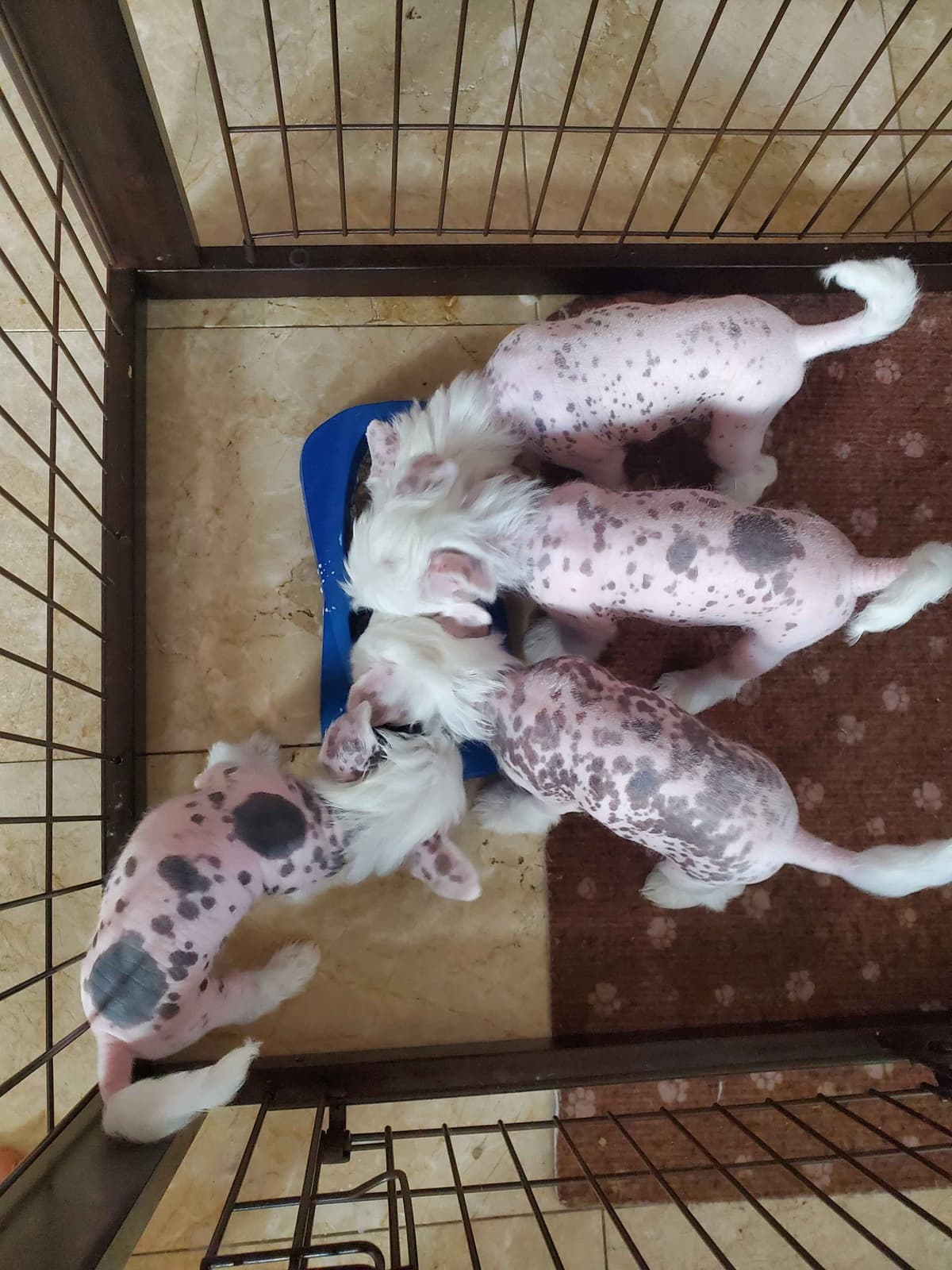 Chinese Crested Puppies breeder image 3