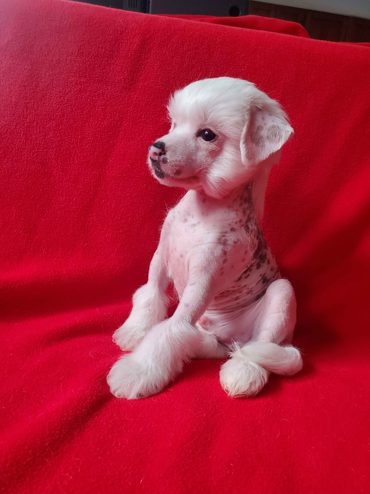 Chinese Crested Puppies breeder image 5