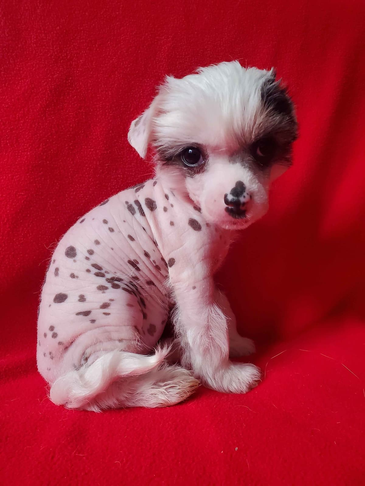 Chinese Crested Puppies breeder image 6