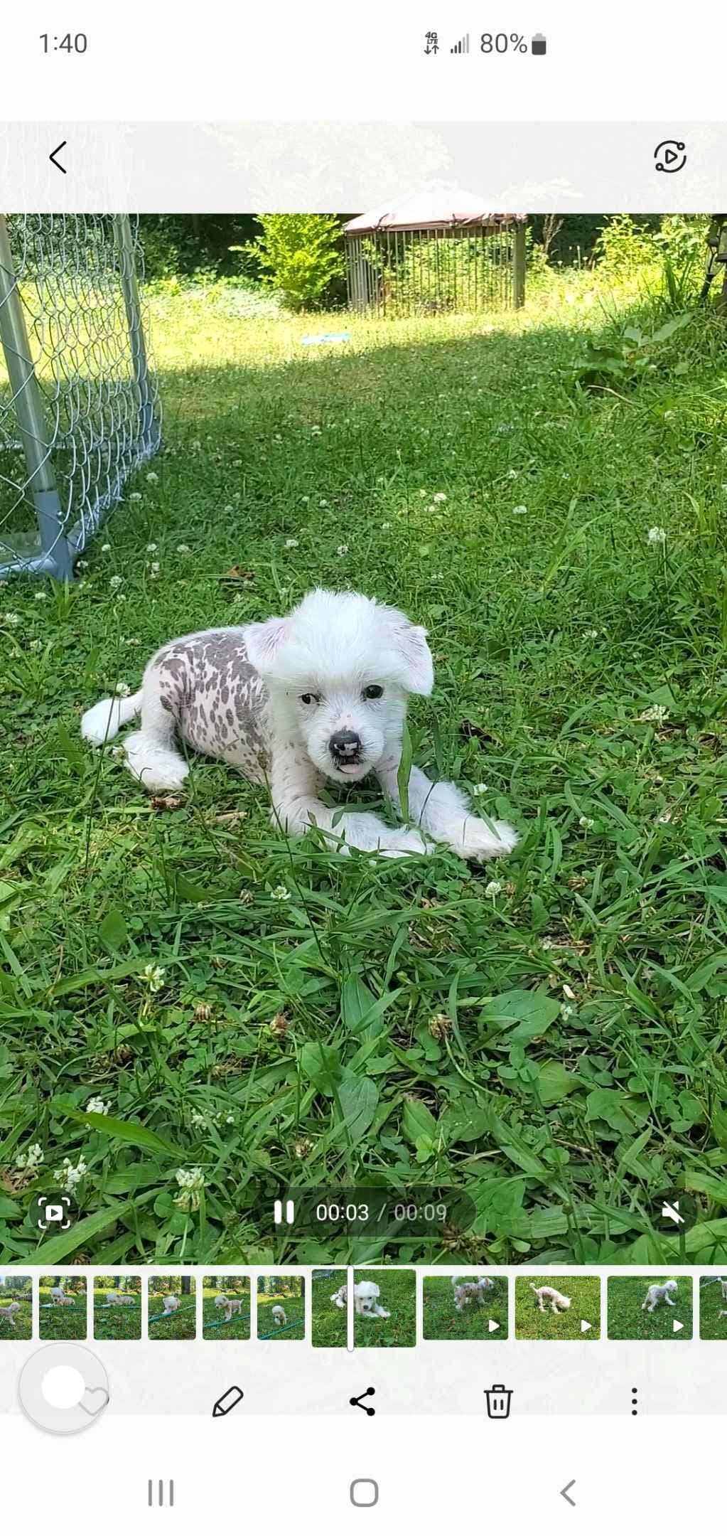 Chinese Crested Puppies breeder image 7