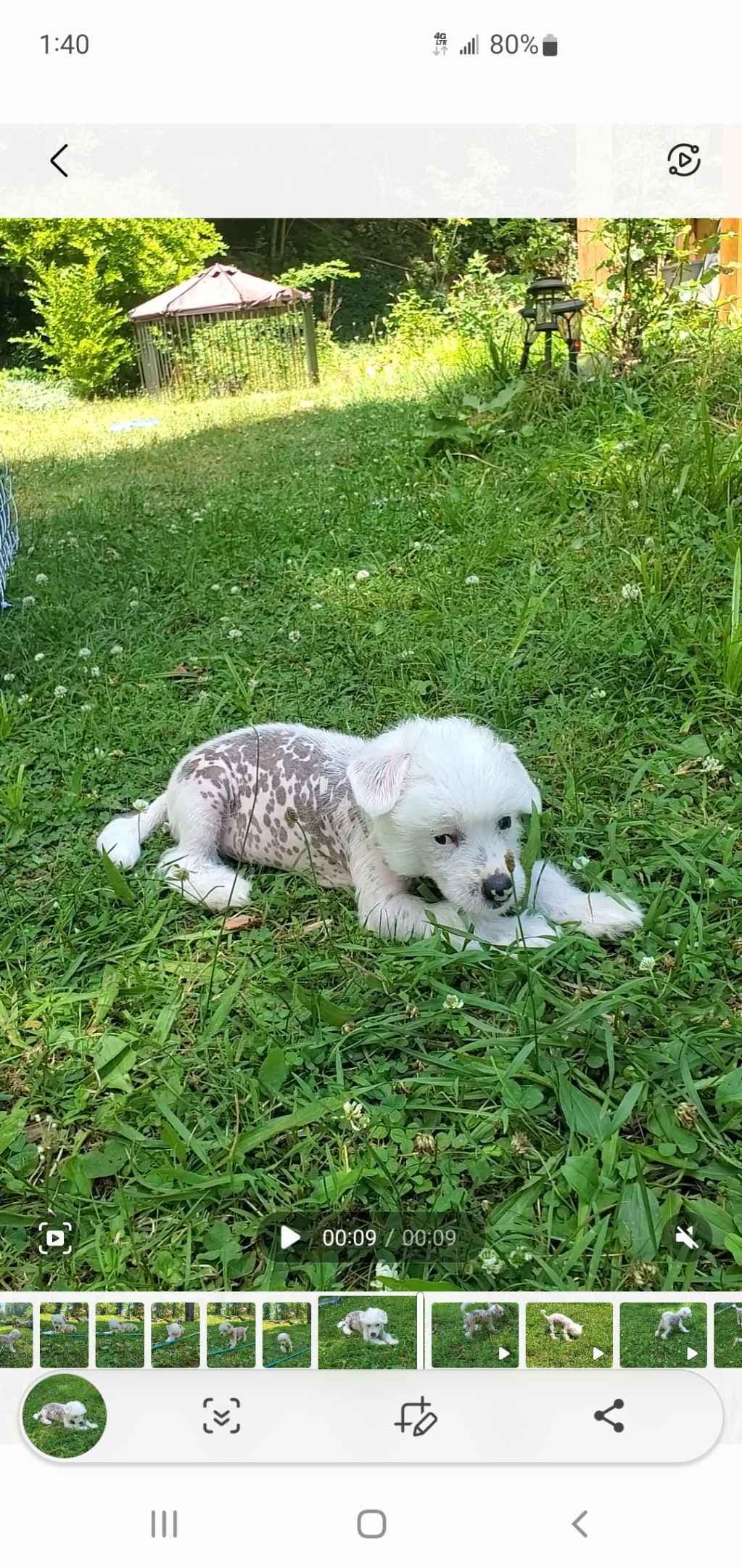 Chinese Crested Puppies breeder image 8