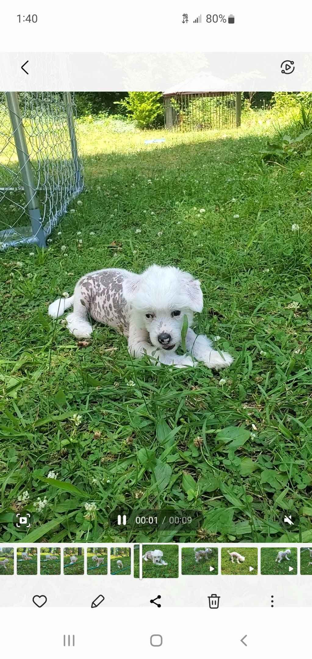 Chinese Crested Puppies breeder image 9