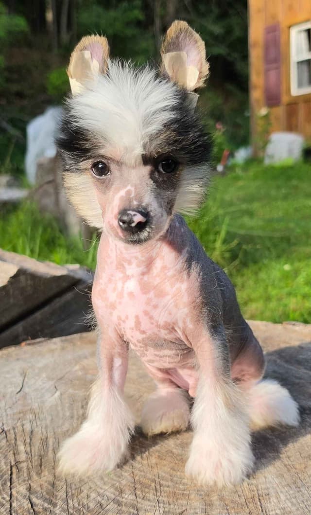 Chinese Crested Puppies media 5