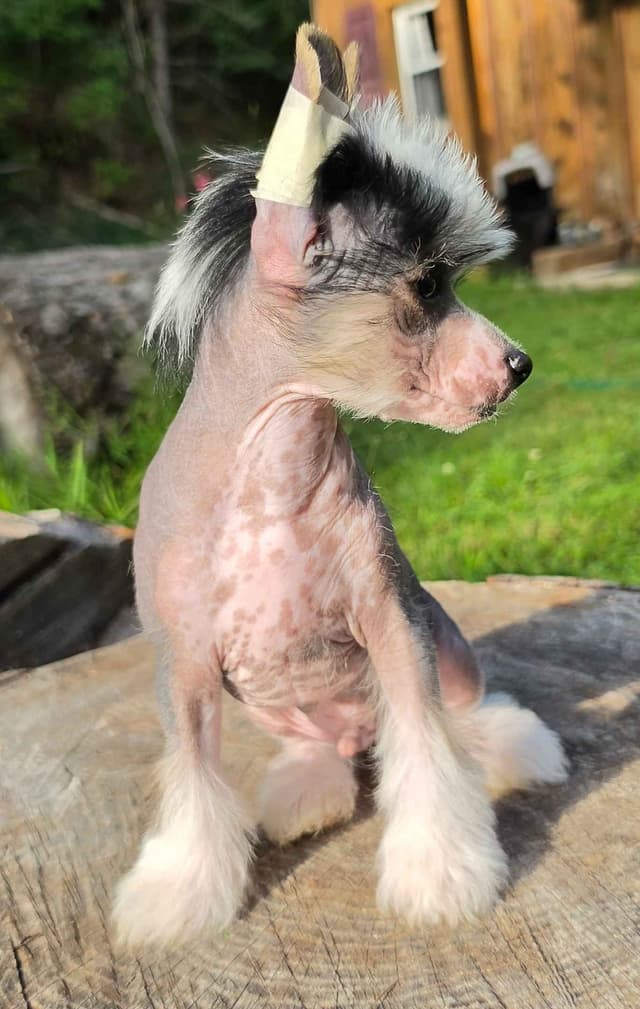 Chinese Crested Puppies media 2