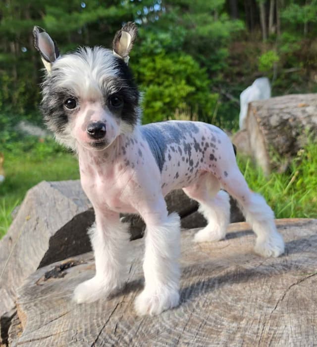 Chinese Crested Puppies media 4