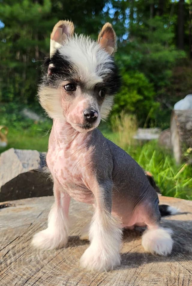 Chinese Crested Puppies media 3