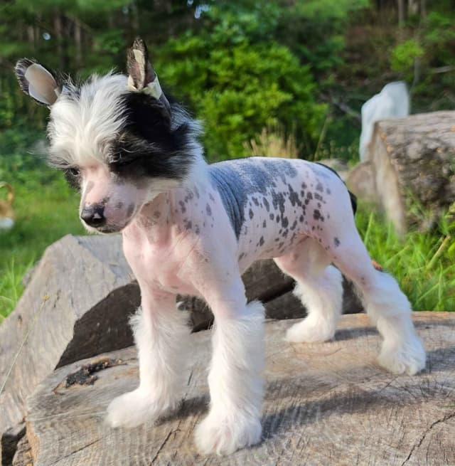 Chinese Crested Puppies media 6