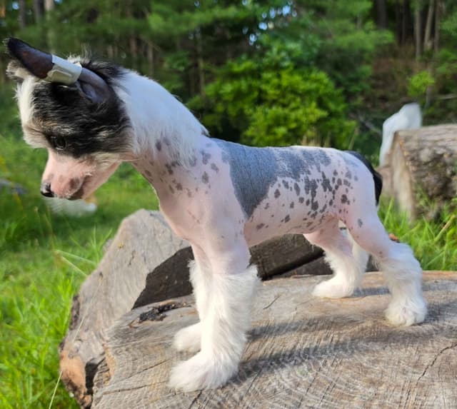 Chinese Crested Puppies media 7