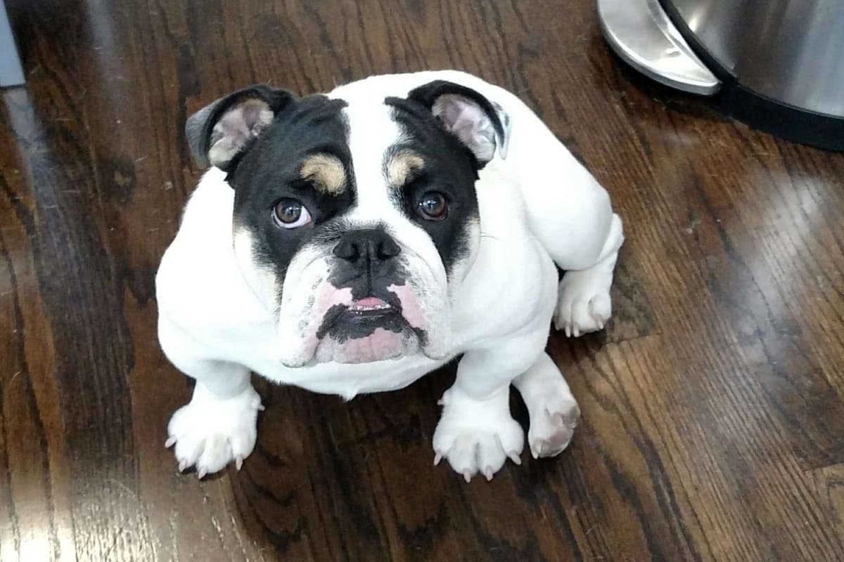 Bulldog Puppies breeder image 3