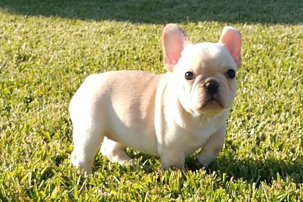 Bulldog Puppies breeder image 4