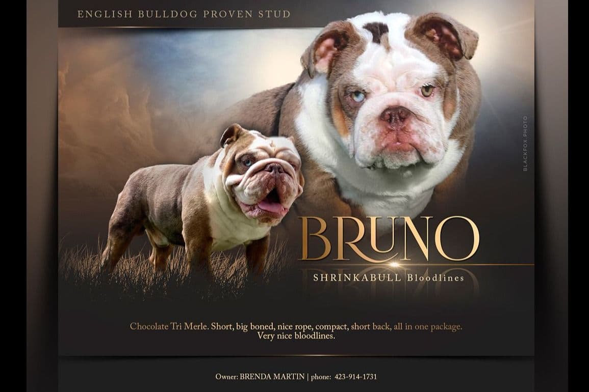 Bulldog Puppies breeder image 5