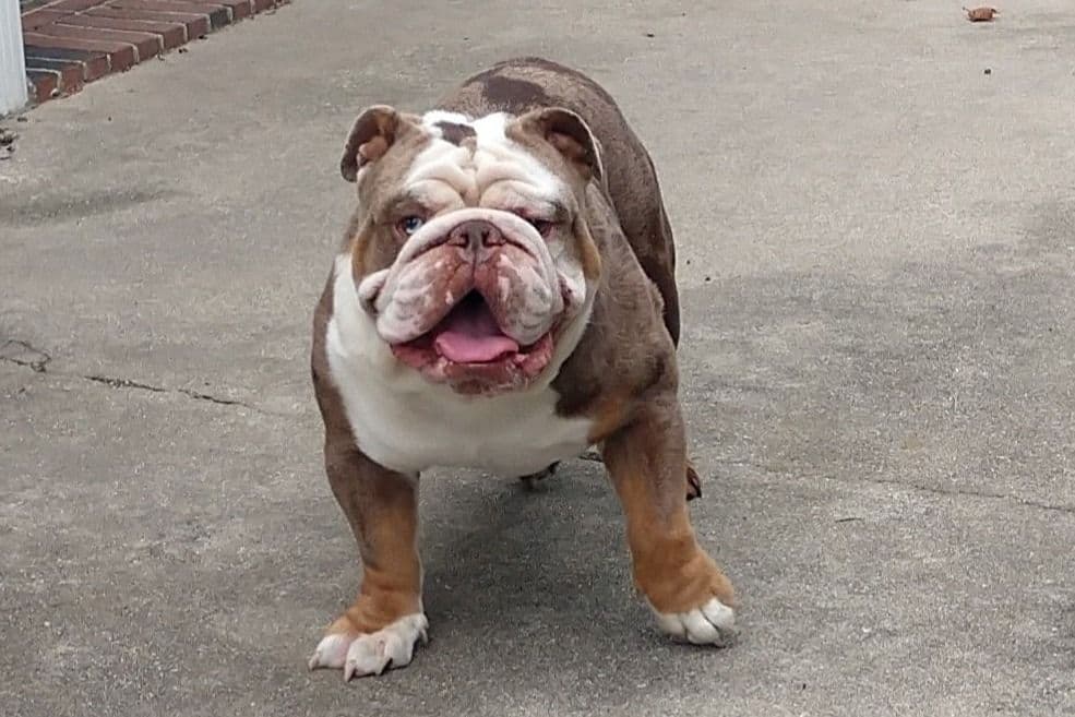 Bulldog Puppies breeder image 6