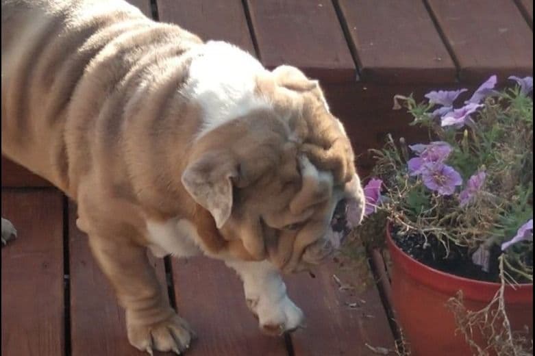 Bulldog Puppies breeder image 7