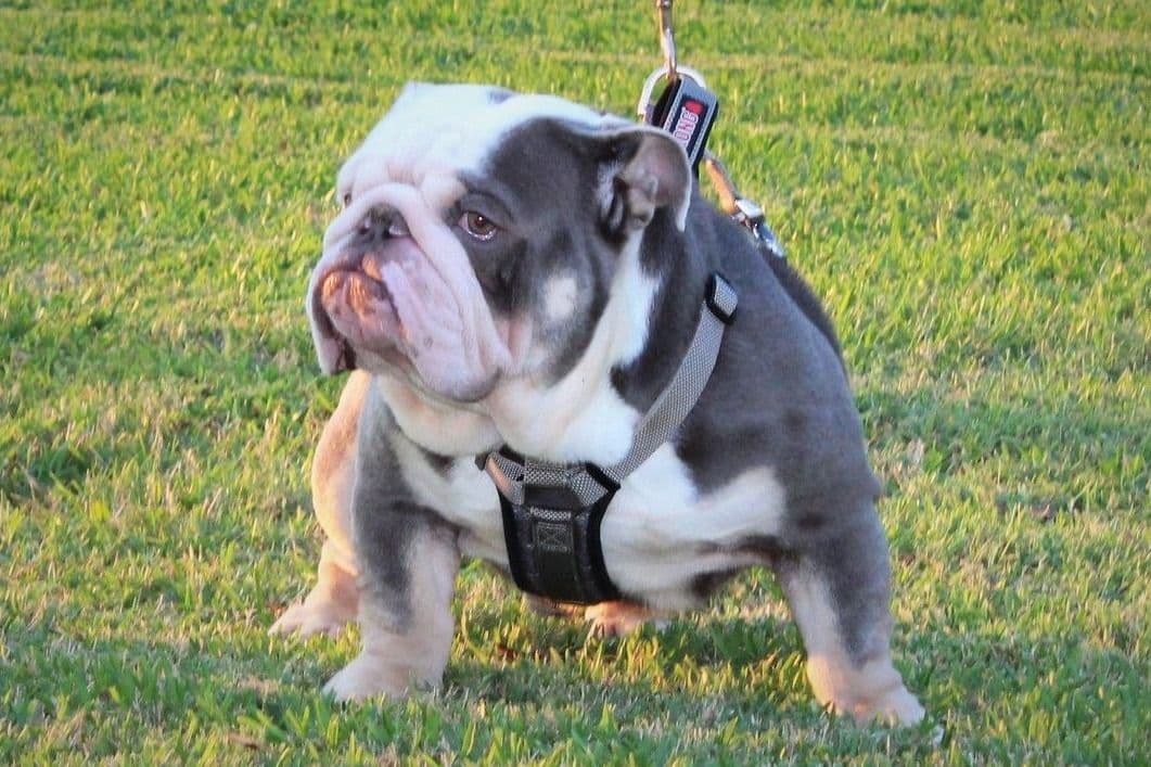 Bulldog Puppies breeder image 8