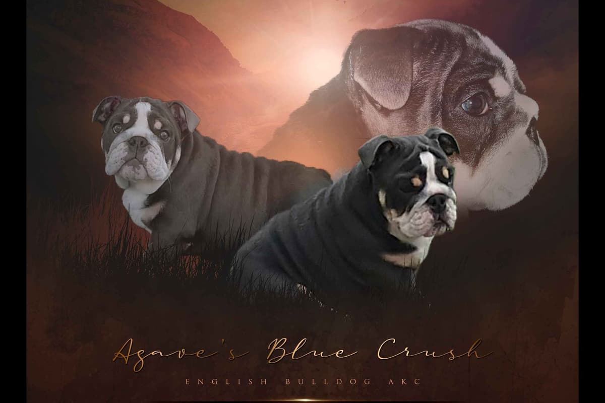 Bulldog Puppies breeder image 9