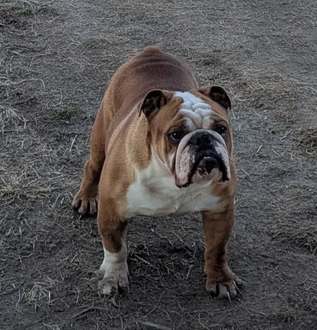 Bulldog Puppies breeder image 11