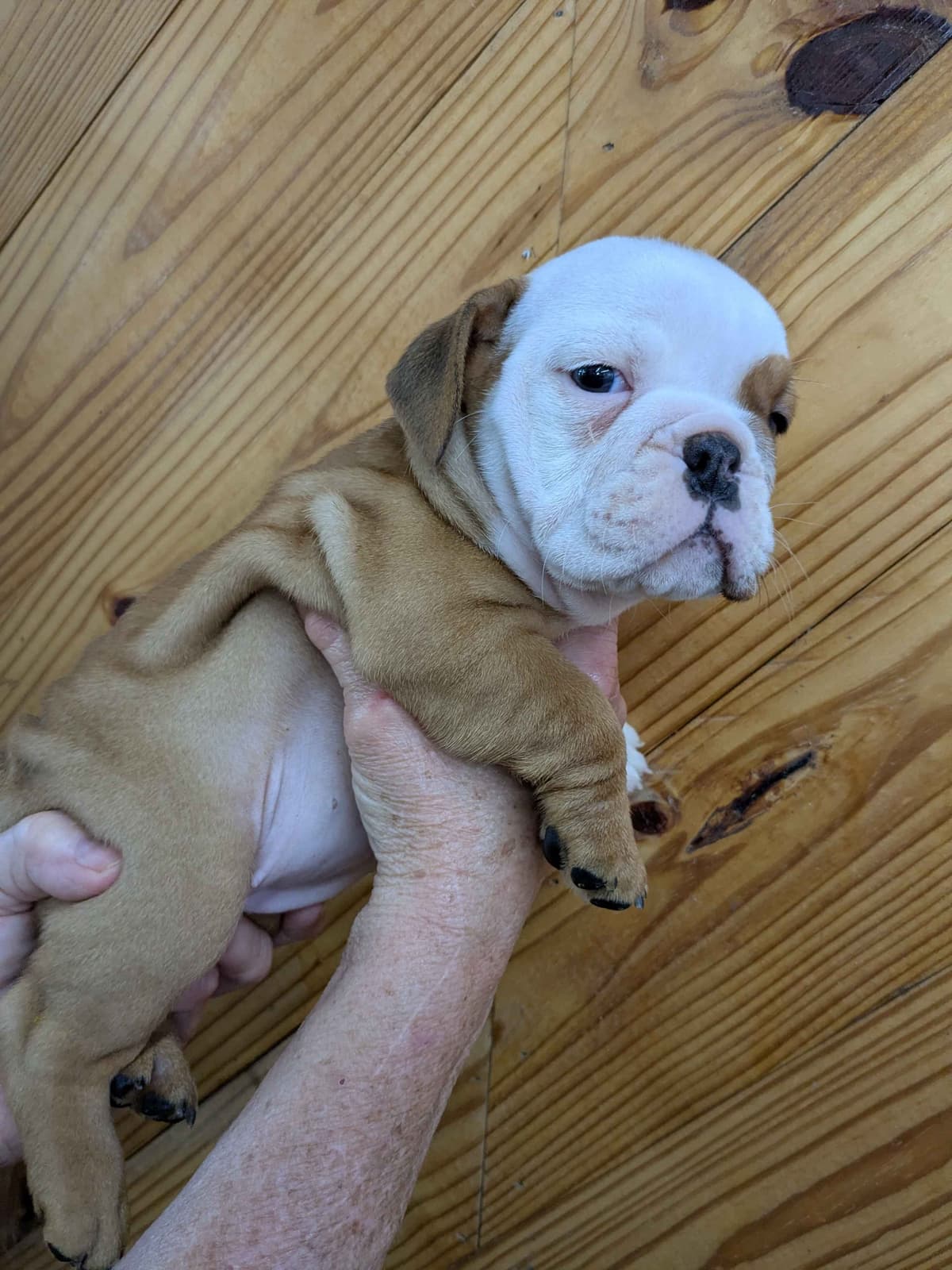 Bulldog Puppies breeder image 12