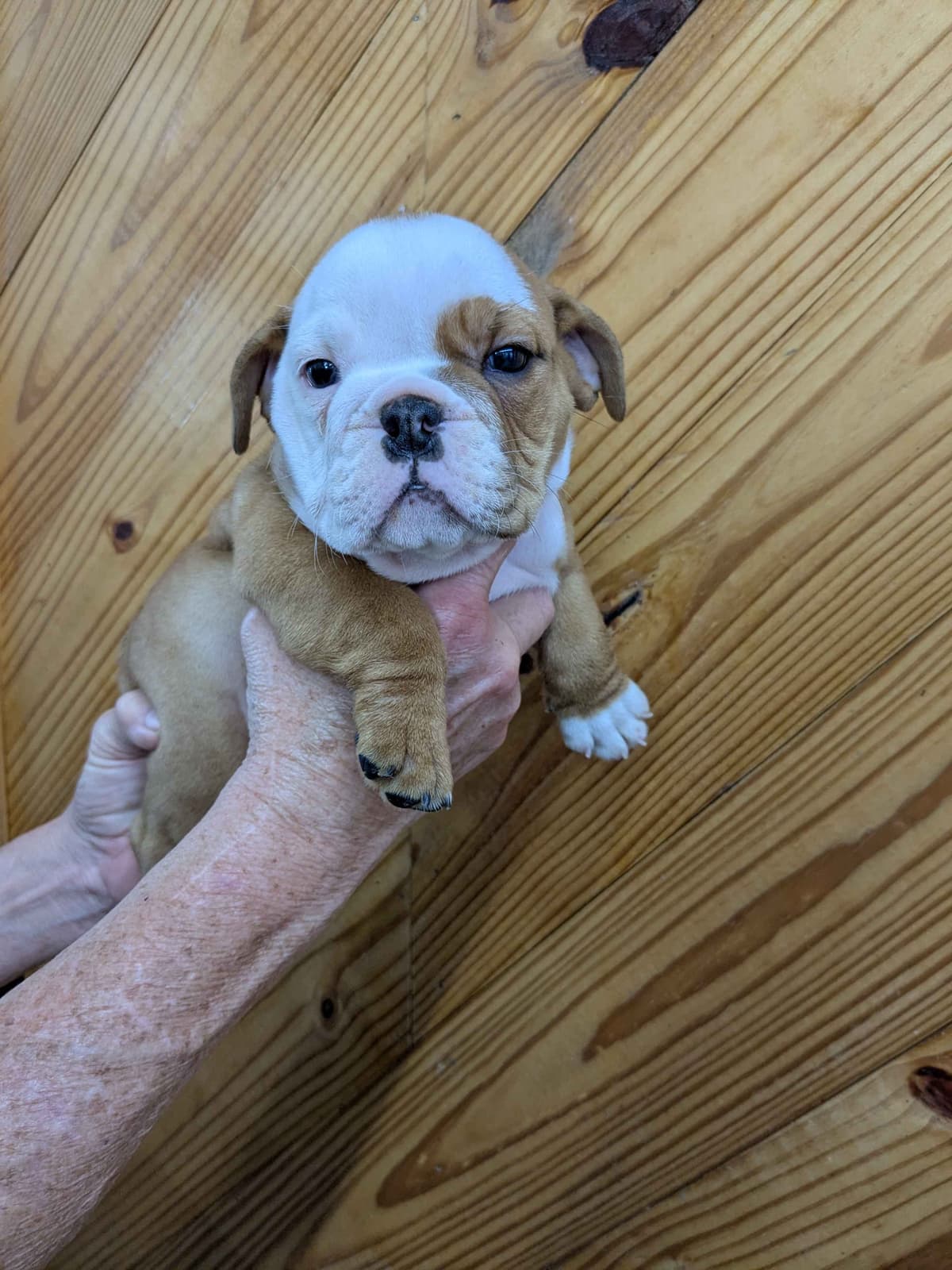 Bulldog Puppies breeder image 13