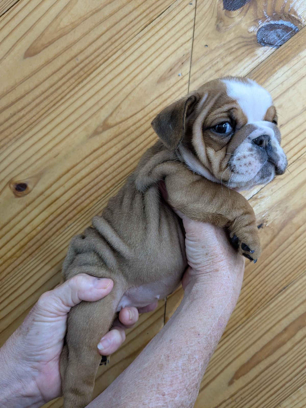 Bulldog Puppies breeder image 14