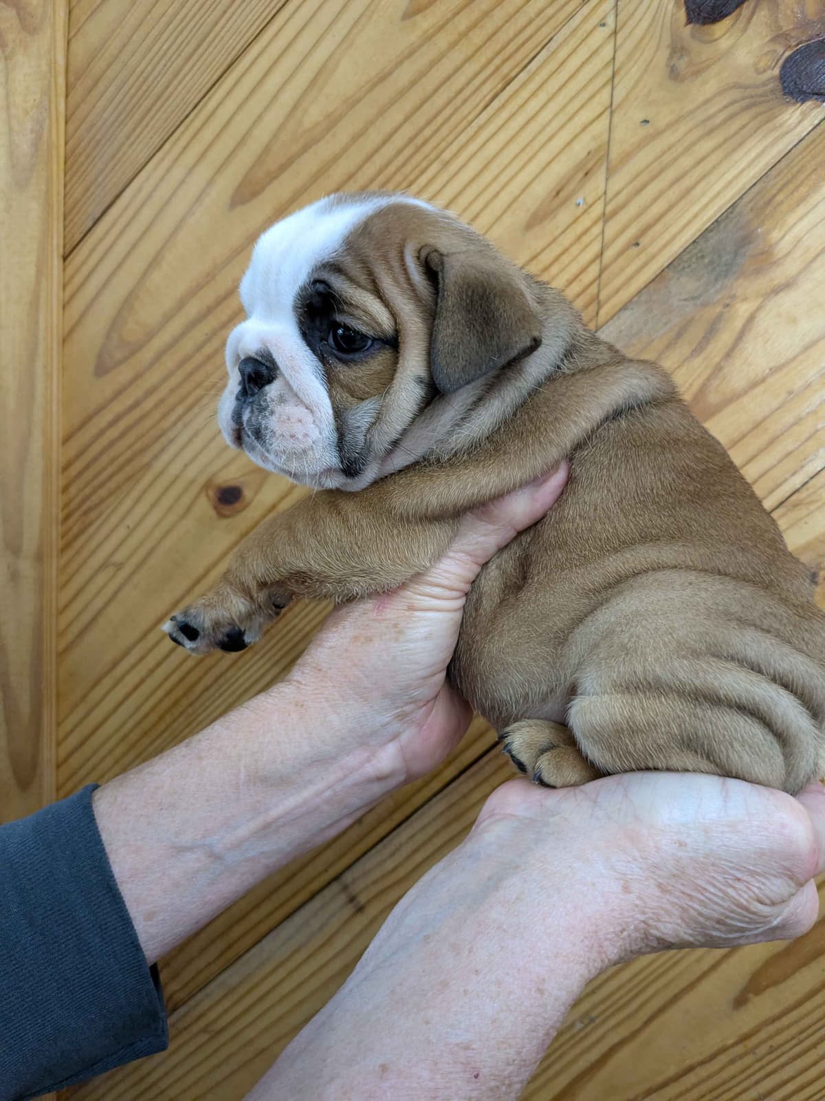 Bulldog Puppies breeder image 15