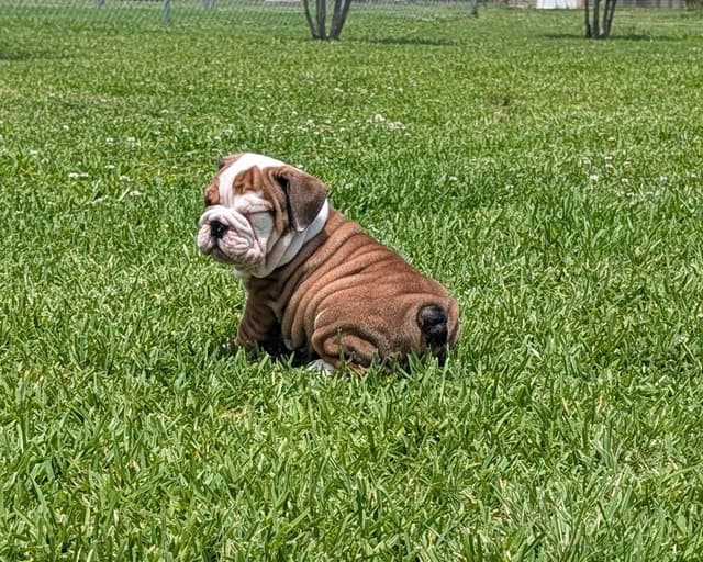 Bulldog Puppies media 2
