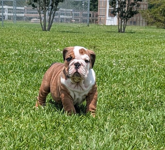 Bulldog Puppies media 3
