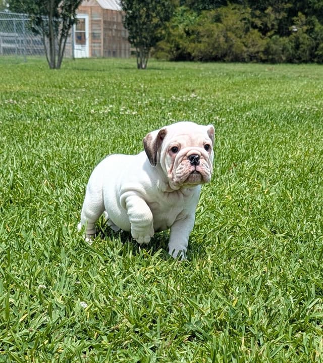 Bulldog Puppies media 4