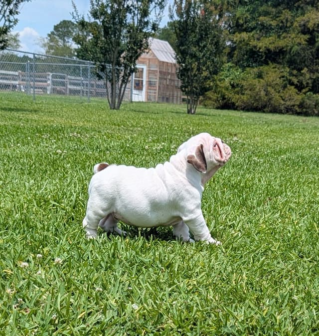 Bulldog Puppies media 5