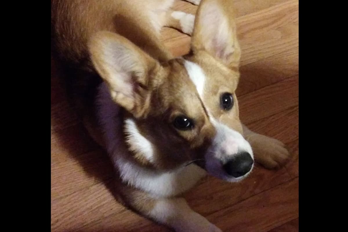 Pembroke Welsh Corgi Puppies breeder image 4