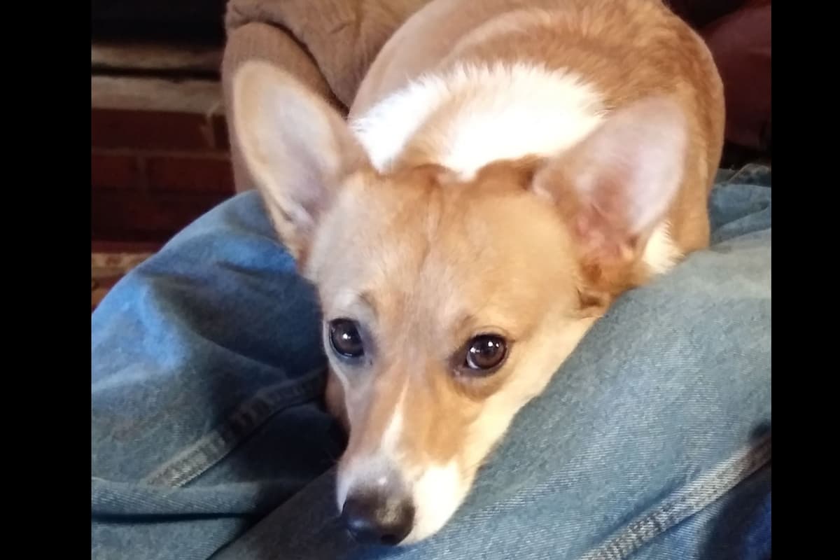 Pembroke Welsh Corgi Puppies breeder image 6