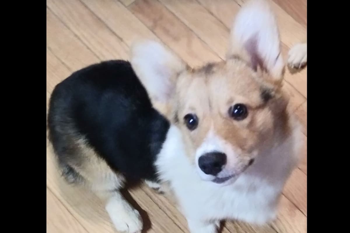 Pembroke Welsh Corgi Puppies breeder image 5