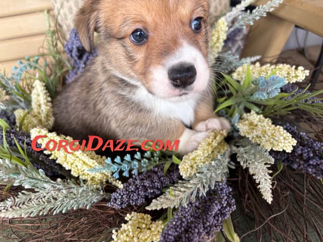 Pembroke Welsh Corgi Puppies media 2