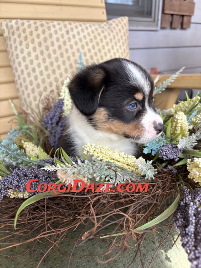 Pembroke Welsh Corgi Puppies media 3