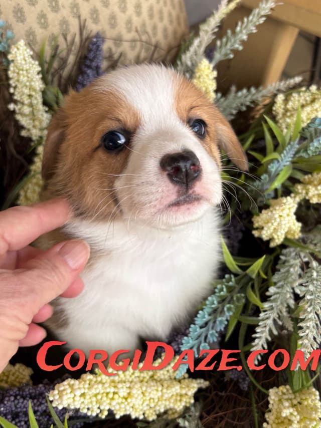 Pembroke Welsh Corgi Puppies media 4