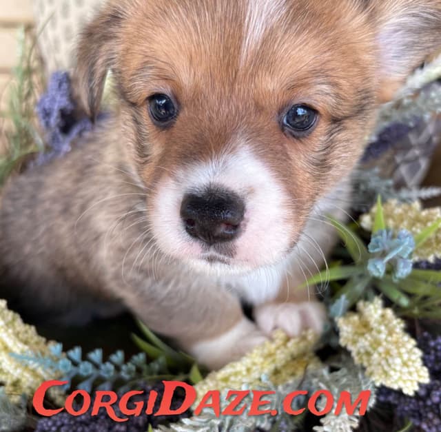 Pembroke Welsh Corgi Puppies media 5