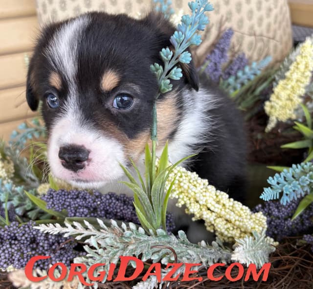 Pembroke Welsh Corgi Puppies media 6