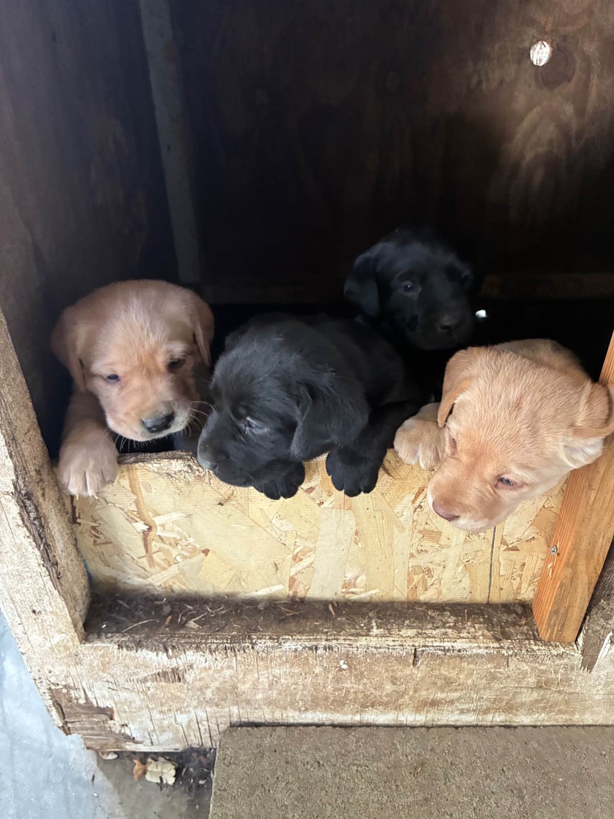 Labrador Retriever Puppies breeder image 1