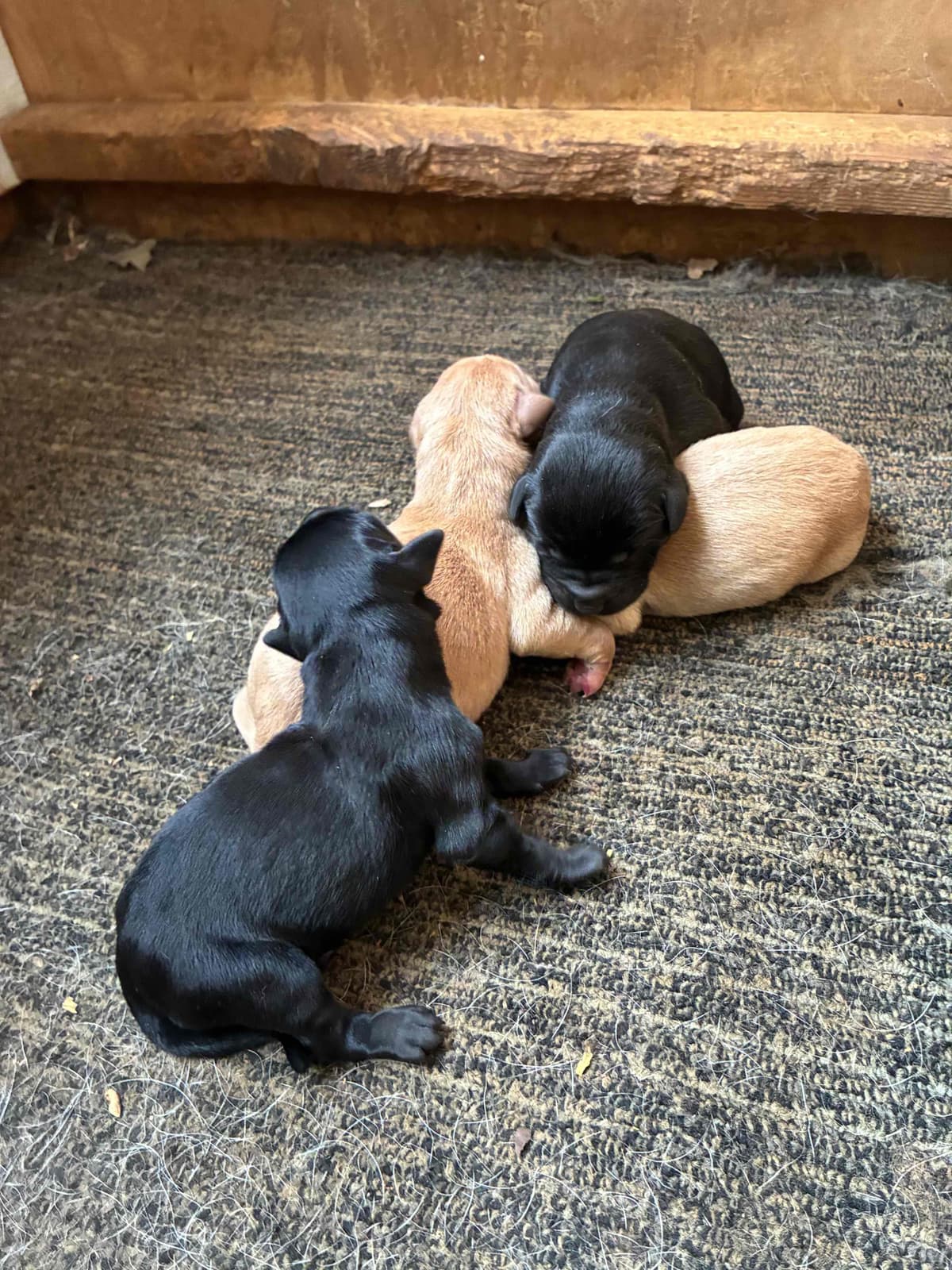 Labrador Retriever Puppies breeder image 2