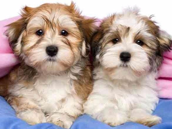 Havanese Puppies breeder image 1