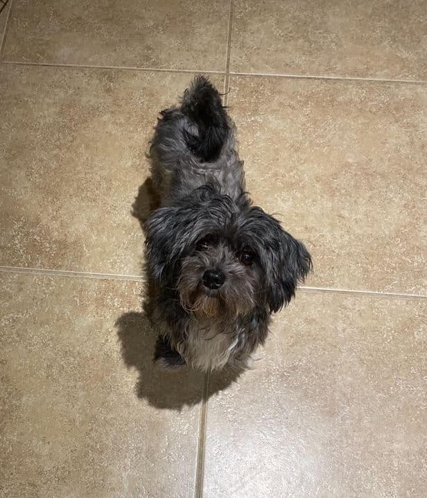 Havanese Puppies breeder image 3